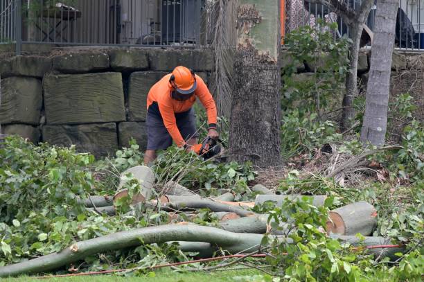 Best Tree Removal  in Mack, OH